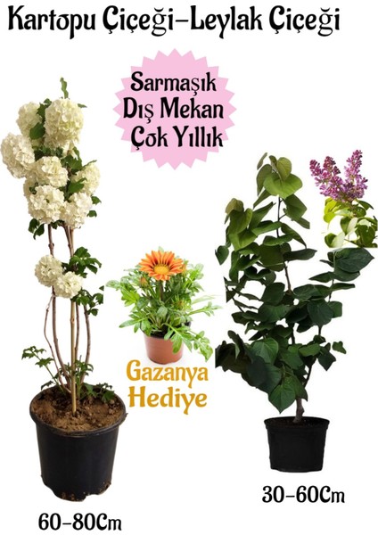 Kartopu Çiçeği 1 Adet +Kokulu Leylak1 Adet+Sarı Gazanya Hediye Saksılı Bahçe Seti