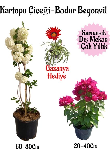 Kartopu Çiçeği 1 Adet+Pembe Bodur Begonvil 1ADET+KIRMIZI Gazanya Hediyeli Saksılı Bahçe Seti