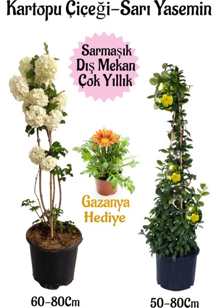Kartopu Çiçeği 1 Adet+Sarı Yasemin 1 Adet+Sarı Gazanya Hediyeli Saksılı Bahçe Seti