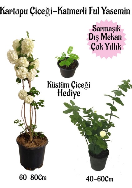 Kartopu Çiçeği 1 Adet+Katmerli Ful Yasemin1 Adet+Küstüm Çiçeği Hediyeli Saksılı Bahçe Seti
