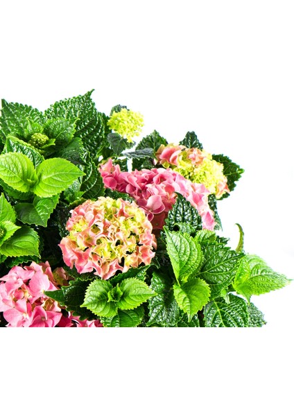 60X60 LED Panel Aydınlatma Armatür Avize Sıva Üstü Desenli Tekli 46510705SU