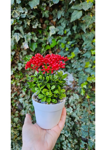 Yapay Kalanchoe Çiçeği- Saksıda Yapay Çiçek- Kalanşo Çiçeği-Kırmızı