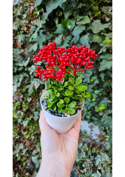 Yapay Kalanchoe Çiçeği- Saksıda Yapay Çiçek- Kalanşo Çiçeği-Kırmızı