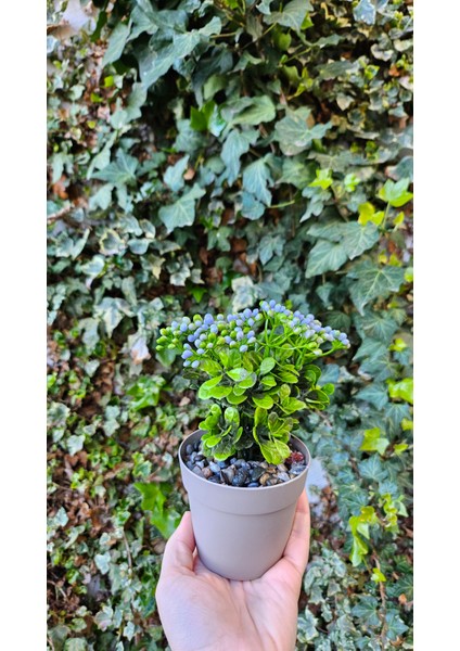 Yapay Kalanchoe Çiçeği- Saksıda Yapay Çiçek- Kalanşo Çiçeği-Mor