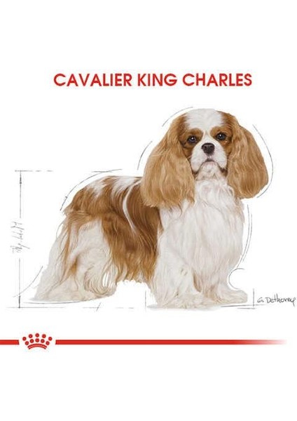 Cavalier King Charles Yetişkin Köpek Maması 1,5 Kg