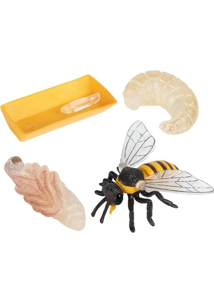 4 Parça Yaşam Döngüsü Figürleri, Böcekler Plastik Arı Oyuncak Figürü - Otantik El Boyalı Model (Yurt Dışından)