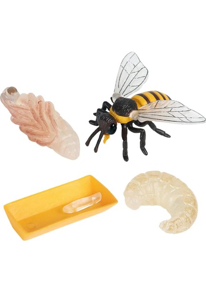 4 Parça Yaşam Döngüsü Figürleri, Böcekler Plastik Arı Oyuncak Figürü - Otantik El Boyalı Model (Yurt Dışından)