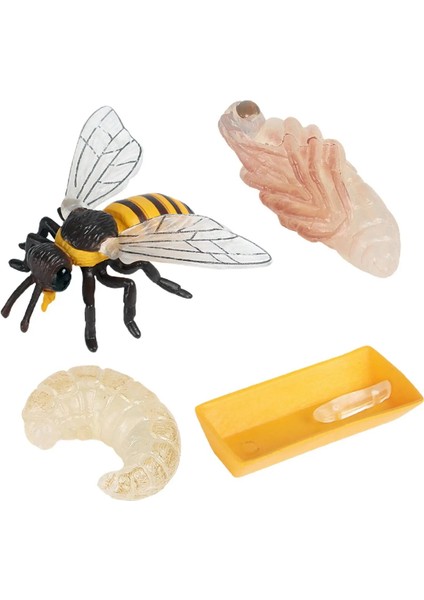 4 Parça Yaşam Döngüsü Figürleri, Böcekler Plastik Arı Oyuncak Figürü - Otantik El Boyalı Model (Yurt Dışından)