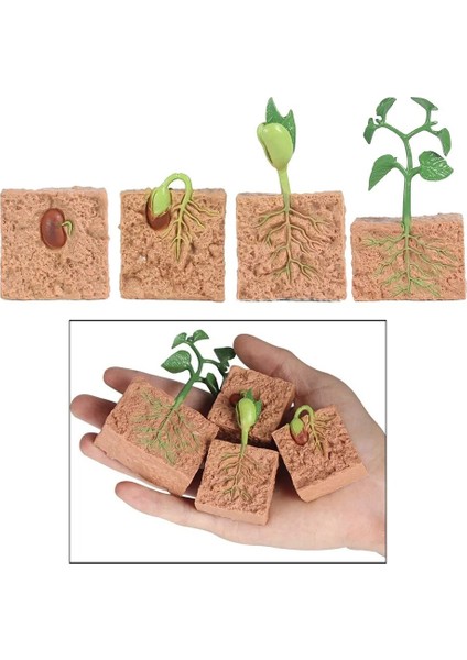 Çocuklar Bitki Tohumları Büyüme Yaşam Döngüsü Playset Bilişsel Oyuncaklar Öğretim Yardımcıları (Yurt Dışından)
