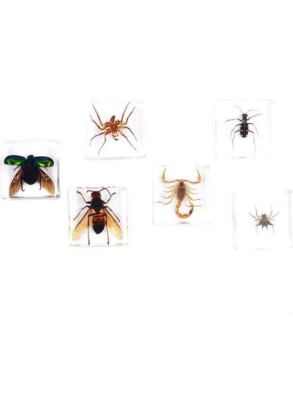 Böcek Numune Şekilli Kalıp Oyuncaklar Örümcekler Böcekleri Akrep Numune Eğitici Oyuncaklar Oyuncaklar Çocuklar Için Reçine Sahne Erken Coo O0B4 (Yurt Dışından)