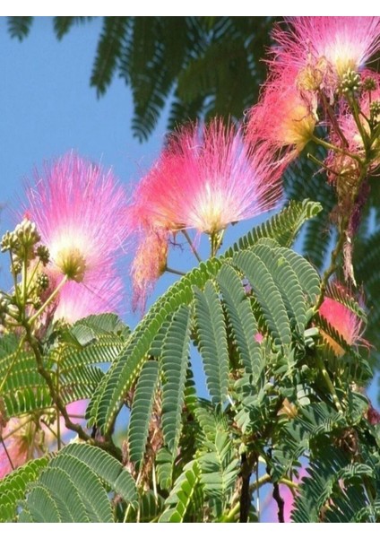 Tüplü Gülibrişim Ipek Ağacı Fidanı 50/60 cm