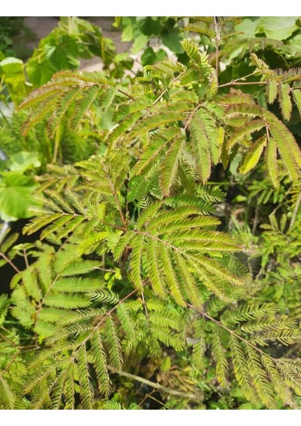 Tüplü Gülibrişim Ipek Ağacı Fidanı 50/60 cm fiyatları