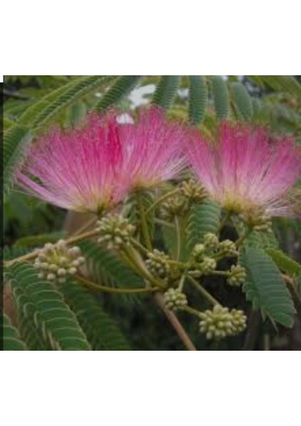 Tüplü Gülibrişim Ipek Ağacı Fidanı 50/60 cm modelleri