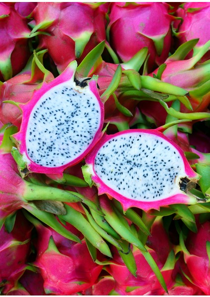 Ejder Meyvesi Fidanı Beyaz, Çelik Dal Pitaya 25-30 cm Aşılı, Dragon Fruit Plant