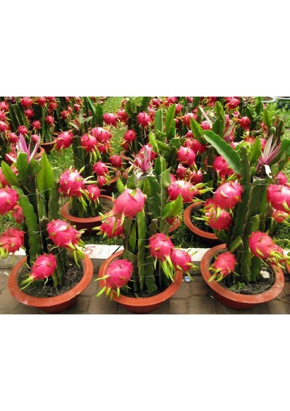 Ejder Meyvesi Fidanı Beyaz, Çelik Dal Pitaya 25-30 cm Aşılı, Dragon Fruit Plant