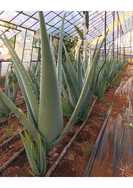 Odunsu Gövde Aloe Vera Bitkisi 60 cm 2 Yaş Anaç Saksısız Köklü Yavru Aloe Vera Plant