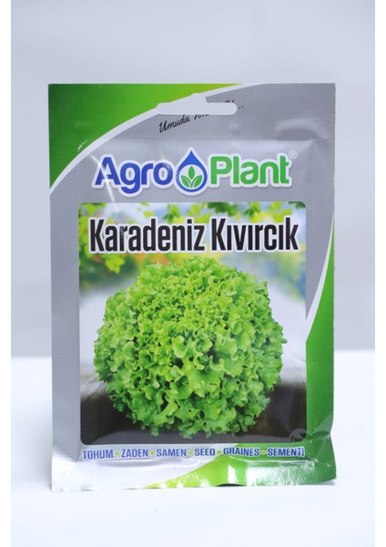 Karadeniz Kıvırcık Marul Tohumu 25 gr