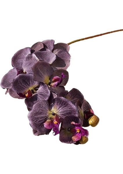 Tek Bir Dalda 10 Adet Büyük Çiçekli Phalaenopsis (Yurt Dışından)