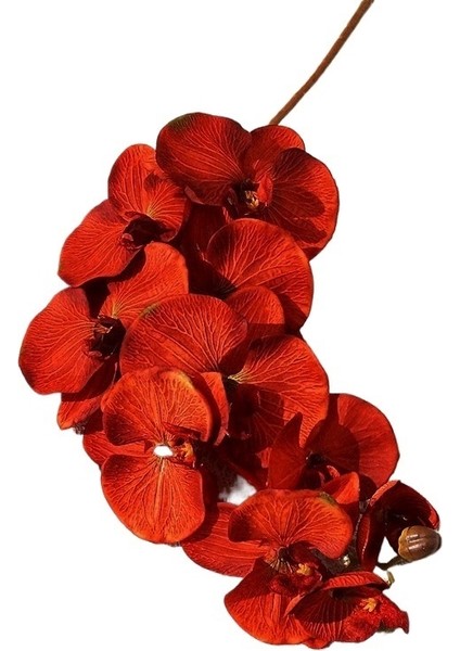 Tek Bir Dalda 10 Adet Büyük Çiçekli Phalaenopsis (Yurt Dışından)
