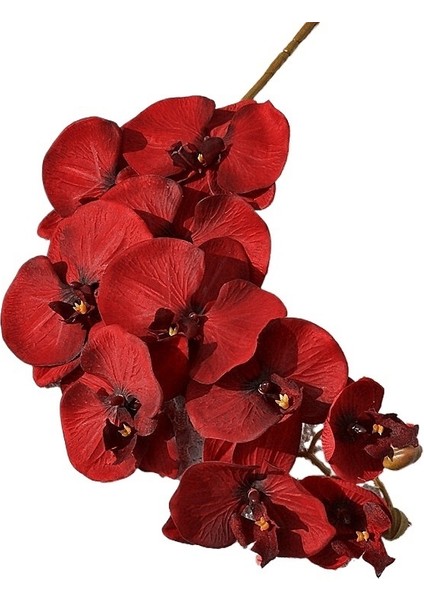 Tek Bir Dalda 10 Adet Büyük Çiçekli Phalaenopsis (Yurt Dışından) fiyatları