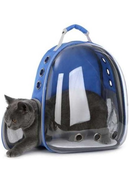 Kedi Köpek Gezdirme Sırt Çatntası