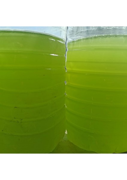 1 Litre Yeşil Su Chlorella Yosunu (Su Piresi Besini)