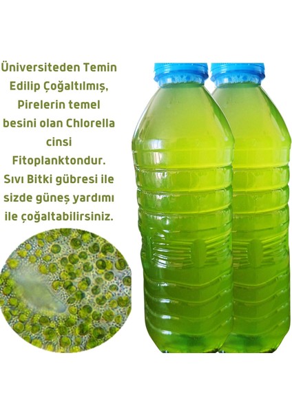 1 Litre Yeşil Su Chlorella Yosunu (Su Piresi Besini)