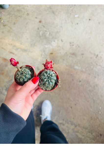 Gymnocalycium Baldium Çiçek Açan Kaktüs