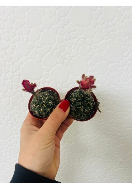Gymnocalycium Baldium Çiçek Açan Kaktüs