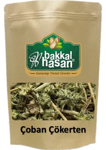 - Çoban Çökreten Otu