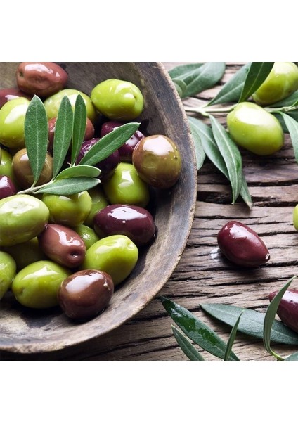 Nikah Düğün Organizasyon Için Hediyelik Paper Potta Bodur Zeytin Fidanı (100 Adet)