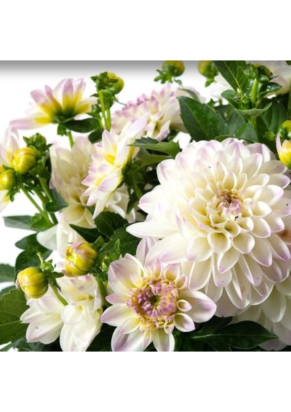 Katmerli Iri Katmerli Çiçekli Power White Lilac Yıldız Dahlia Çiçeği Fidesi (10 Adet)