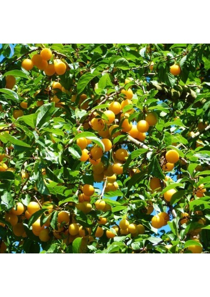 Tüplü Kurutmalık Nadir Yarı Bodur Niğde Sarı Erik Fidanı Seneye Meyve Verir (120-180 Cm)