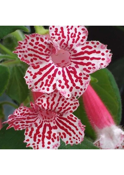 Koleksiyonluk Frances Kohleria Japon Küpelisi Çiçeği Fidesi (Mini Potta)