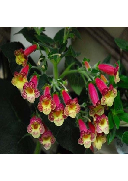 Koleksiyonluk An's Nagging Macaws Kohleria Japon Küpelisi Çiçeği Fidesi (Mini Potta)