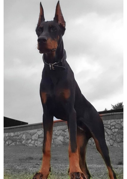 Doberman Kulak Dikleştirme Seti 2