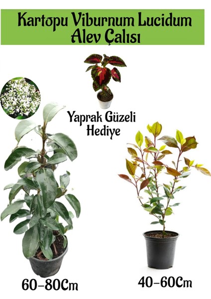 Kartopu Viburnum Lucidum 1 Adet+Alev Çalısı 1 Adet+Yaprak Güzeli Hediye Bahçe Bitkisi
