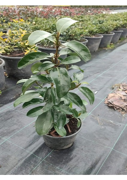 Kartopu Viburnum Lucidum 1 Adet+Alev Çalısı 1 Adet+Yaprak Güzeli Hediye Bahçe Bitkisi