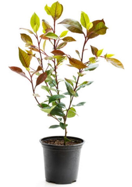 Kartopu Viburnum Lucidum 1 Adet+Alev Çalısı 1 Adet+Yaprak Güzeli Hediye Bahçe Bitkisi