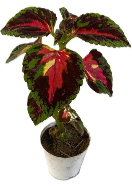 Kartopu Viburnum Lucidum 1 Adet+Alev Çalısı 1 Adet+Yaprak Güzeli Hediye Bahçe Bitkisi
