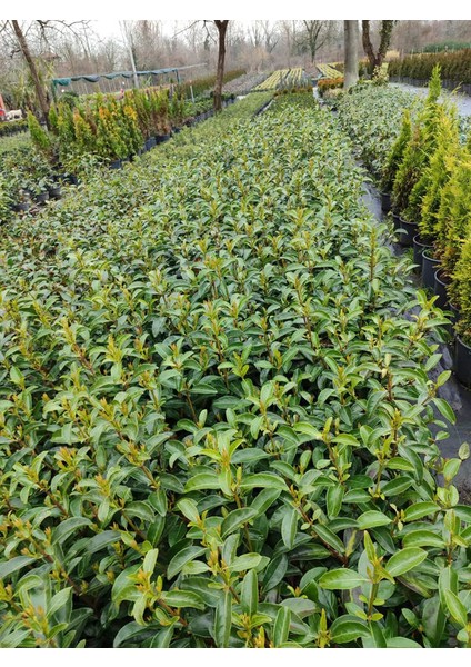 Kartopu Viburnum Lucidum 1 Adet+Alev Çalısı 1 Adet+Yaprak Güzeli Hediye Bahçe Bitkisi