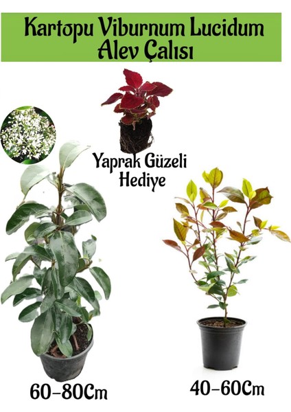 Kartopu Viburnum Lucidum 1 Adet+Alev Çalısı 1 Adet+Yaprak Güzeli Hediye Bahçe Bitkisi