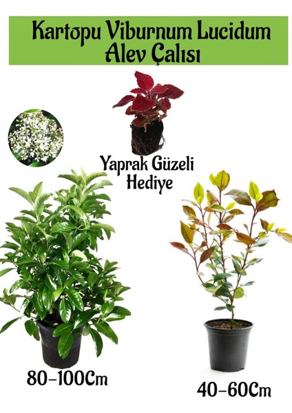 Kartopu Viburnum Lucidum 1 Adet+Alev Çalısı 1 Adet+Yaprak Güzeli Hediye Bahçe Bitkisi