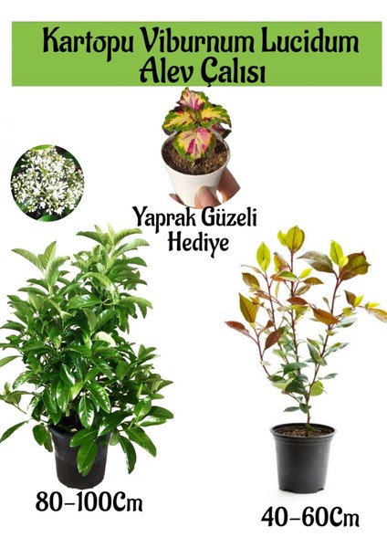 Kartopu Viburnum Lucidum 1 Adet+Alev Çalısı 1 Adet+Yaprak Güzeli Hediye Bahçe Bitkisi