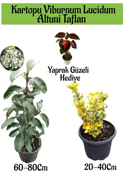 Kartopu Viburnum Lucidum 1 Adet+Altuni Taflan 1 Adet+Yaprak Güzeli Hediye Bahçe Bitkisi