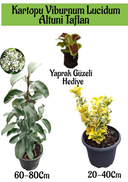Kartopu Viburnum Lucidum 1 Adet+Altuni Taflan 1 Adet+Yaprak Güzeli Hediye Bahçe Bitkisi