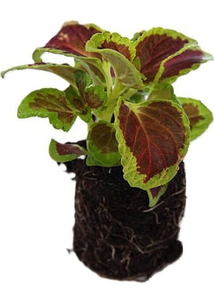 Kartopu Viburnum Lucidum 1 Adet+Altuni Taflan 1 Adet+Yaprak Güzeli Hediye Bahçe Bitkisi