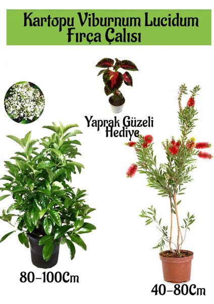 Kartopu Viburnum Lucidum 1 Adet+Fırça Çalısı 1 Adet+Yaprak Güzeli Hediye Bahçe Bitkisi