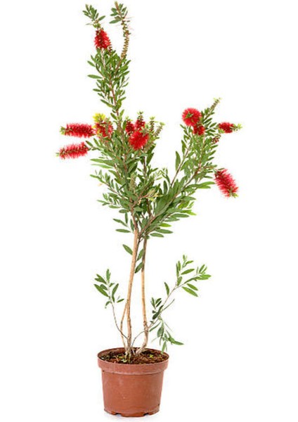 Kartopu Viburnum Lucidum 1 Adet+Fırça Çalısı 1 Adet+Yaprak Güzeli Hediye Bahçe Bitkisi