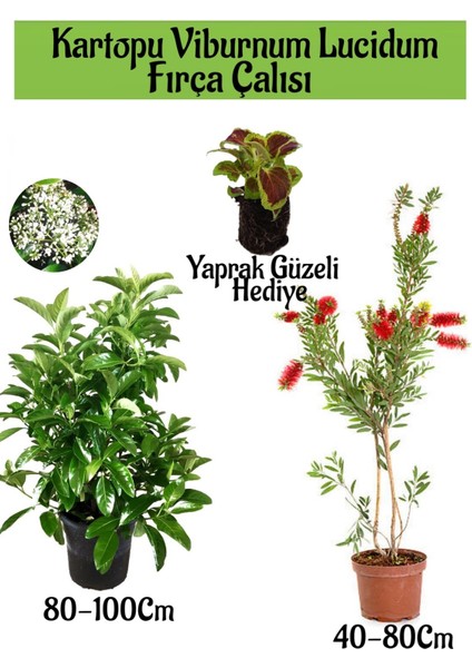 Kartopu Viburnum Lucidum 1 Adet+Fırça Çalısı 1 Adet+Yaprak Güzeli Hediye Bahçe Bitkisi